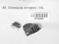 Diploschistes scruposus image